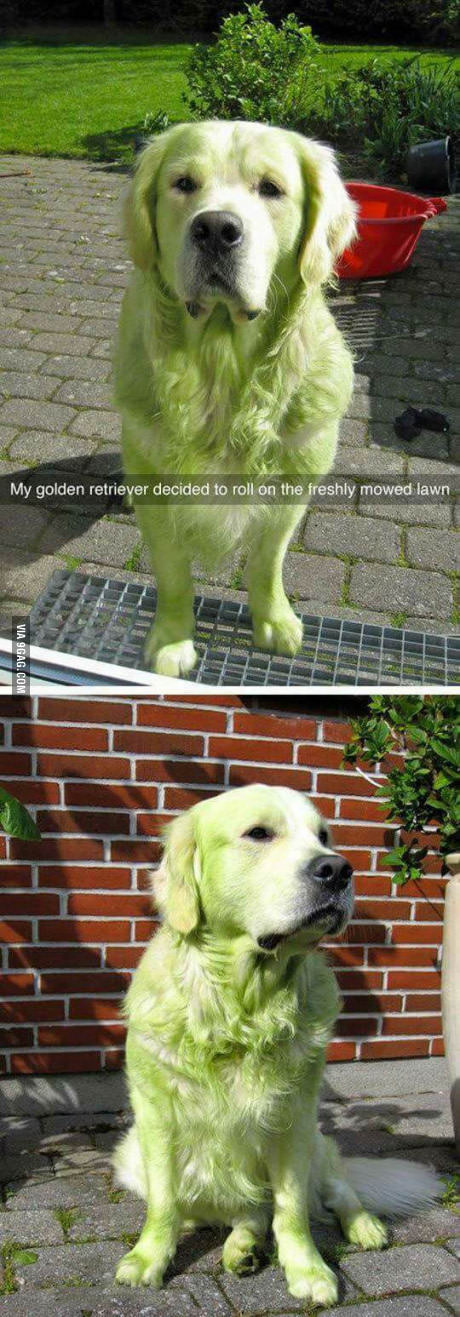 Grøn hund