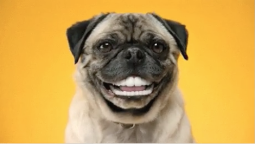 Mops med tænder
