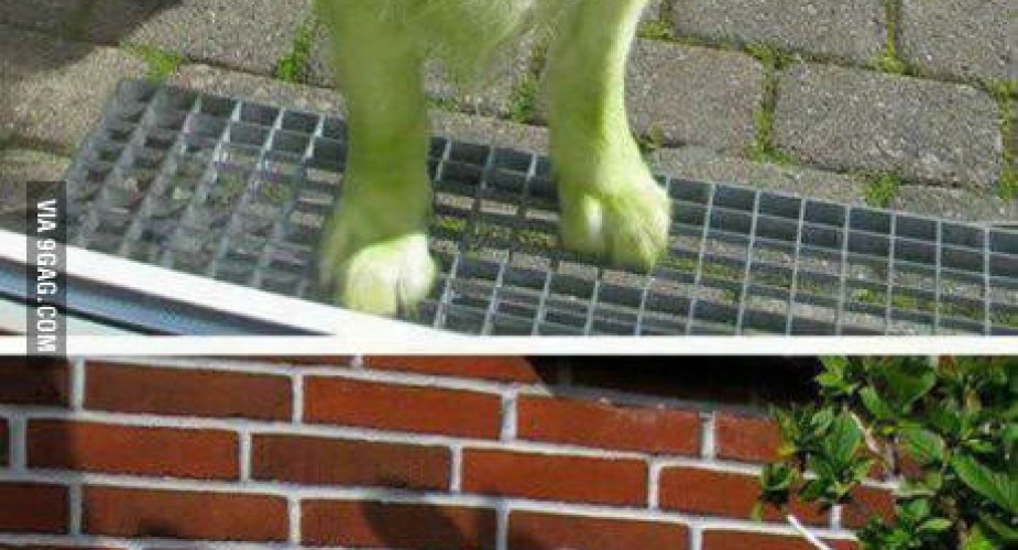 Grøn hund